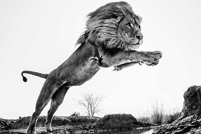 Дэвид Ярроу, Lion King, 2014 г. фото № 4