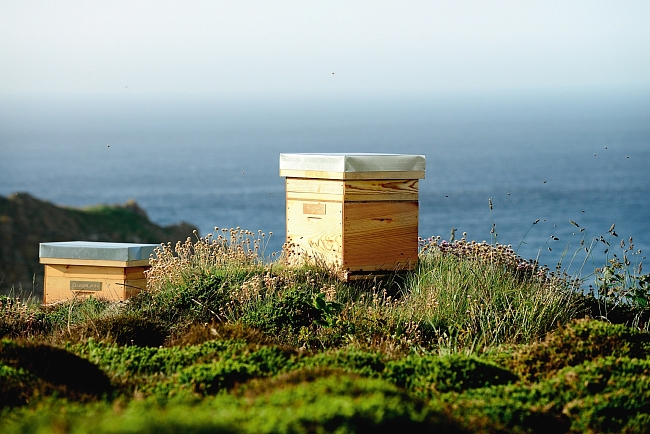 Встали на защиту пчел: марка Guerlain начала свое сотрудничество с фондом GoodPlanet фото № 3