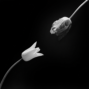 смотреть, но (не) трогать: роберт мэпплторп и искусство прикосновения фото № 16 «Тюльпан», 1984 фото № 16